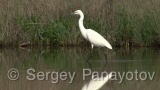 Video of Little Egret - Little Egret in lake in Bulgarian spring